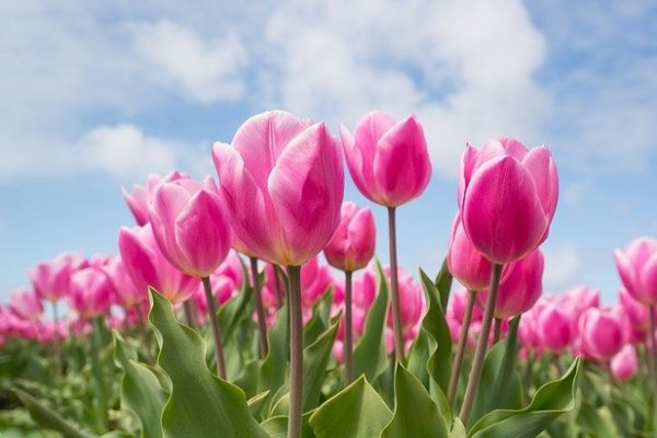 Des astuces pour bien planter et entretenir les tulipes
