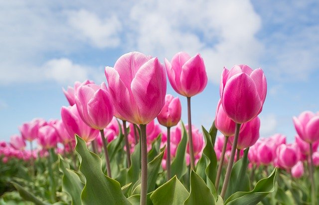 Des astuces pour bien planter et entretenir les tulipes